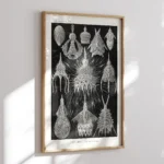 Crytoidea :Ernst Haeckel
