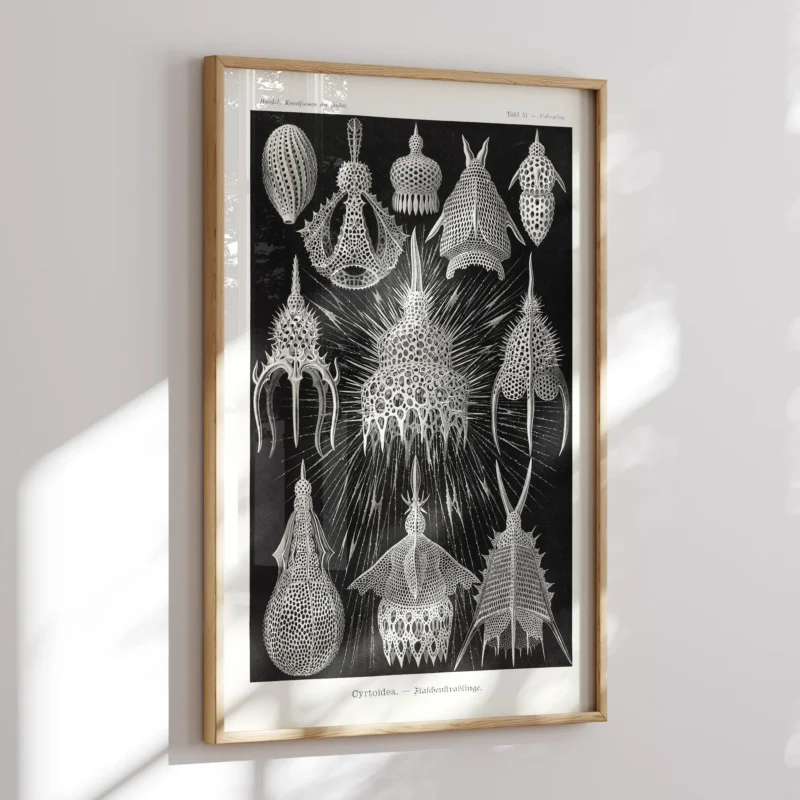 Crytoidea :Ernst Haeckel