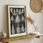 Crytoidea :Ernst Haeckel