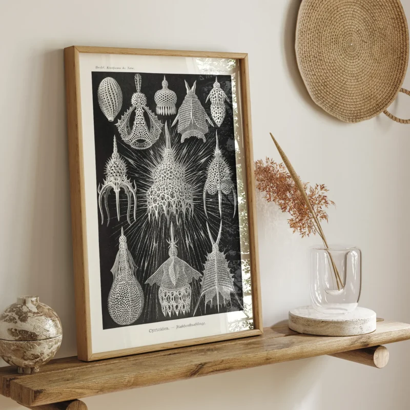 Crytoidea :Ernst Haeckel