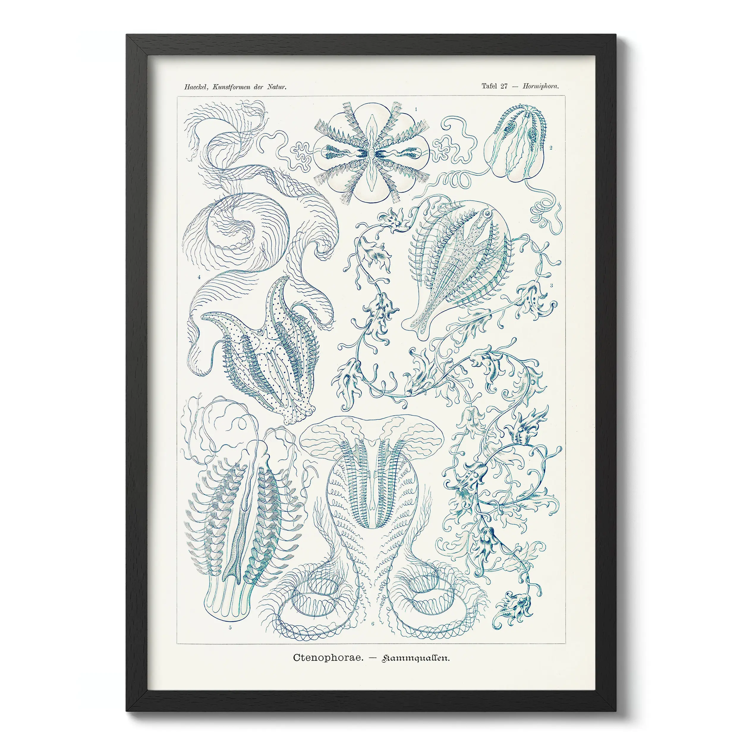 Ctenophorae :Ernst Haeckel