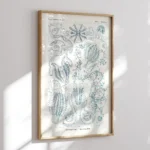 Ctenophorae :Ernst Haeckel