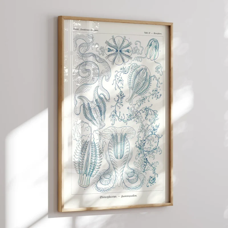Ctenophorae :Ernst Haeckel