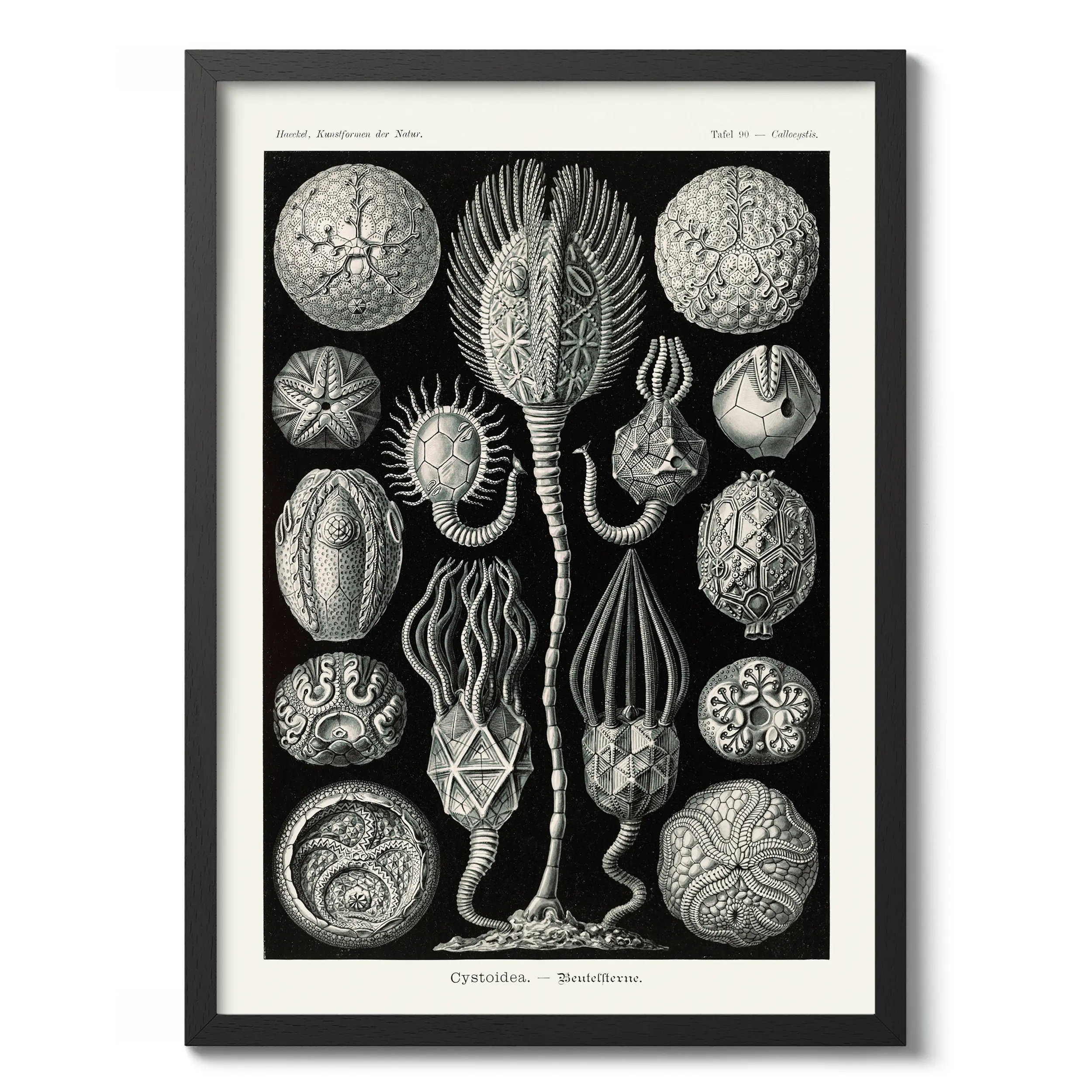 Cystoidea :Ernst Haeckel