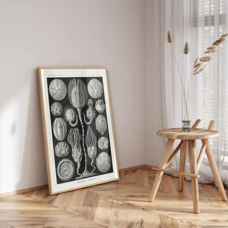 Cystoidea :Ernst Haeckel