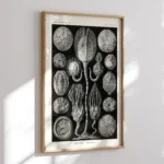 Cystoidea :Ernst Haeckel