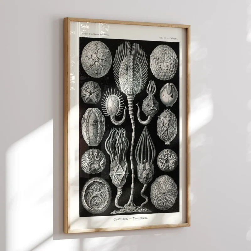 Cystoidea :Ernst Haeckel