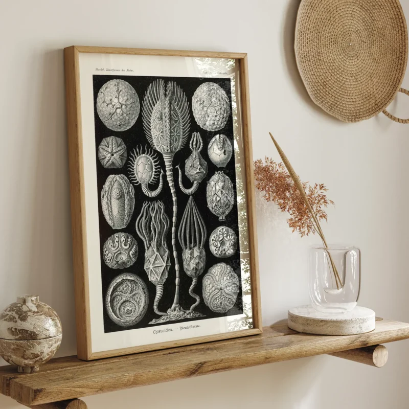 Cystoidea :Ernst Haeckel