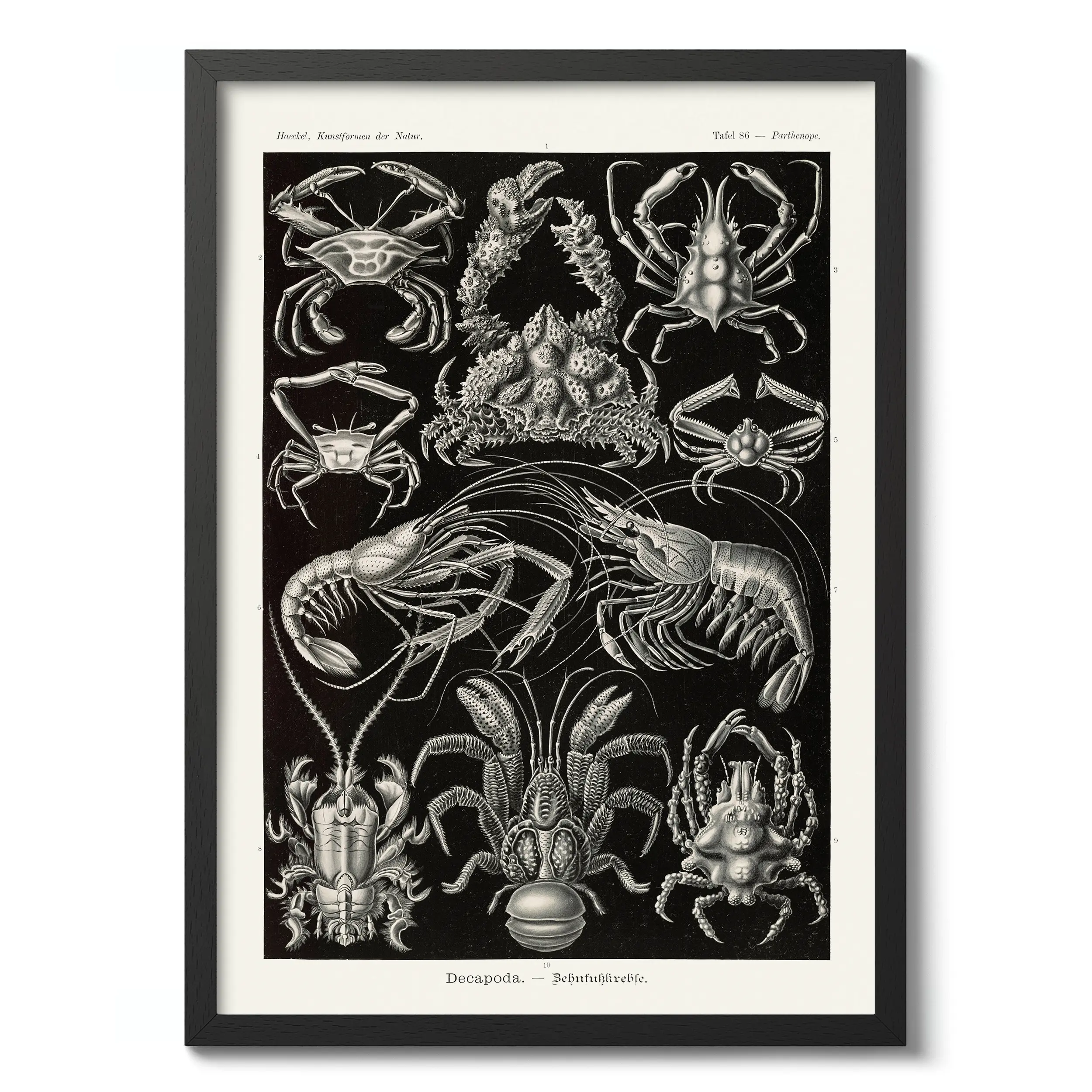 Decapoda :Ernst Haeckel