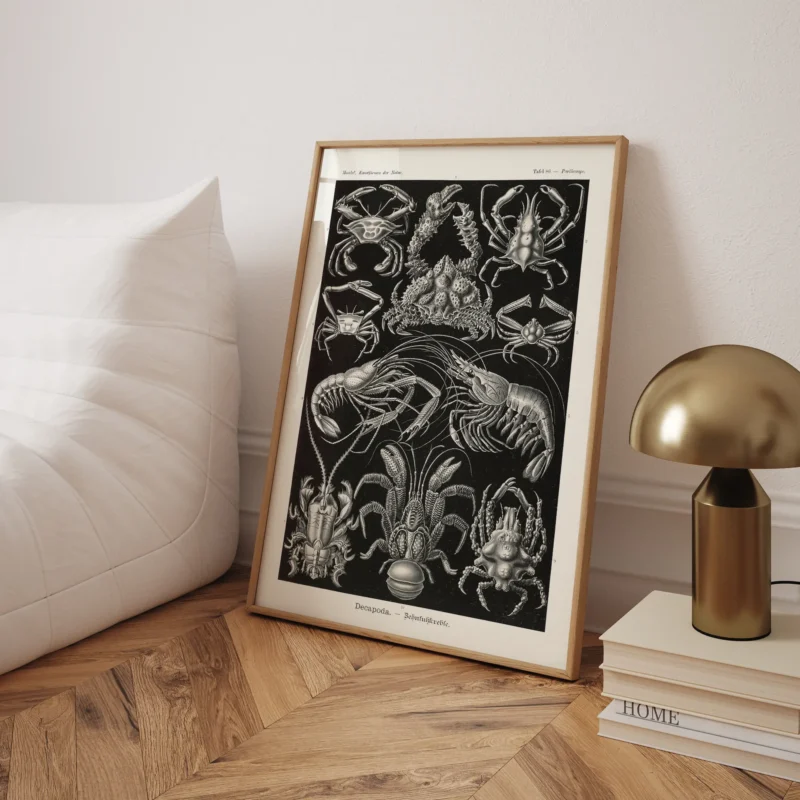Decapoda :Ernst Haeckel