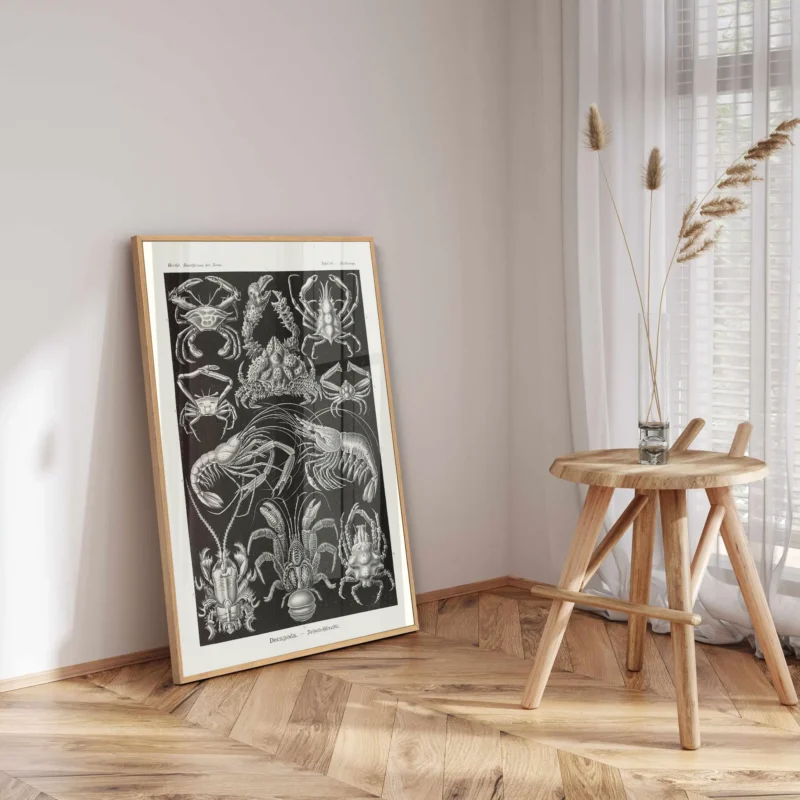 Decapoda :Ernst Haeckel