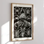 Decapoda :Ernst Haeckel