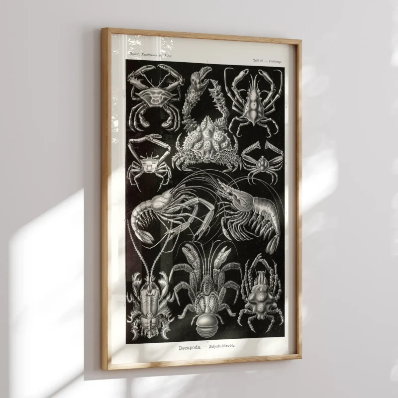 Decapoda :Ernst Haeckel