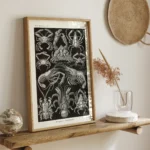 Decapoda :Ernst Haeckel