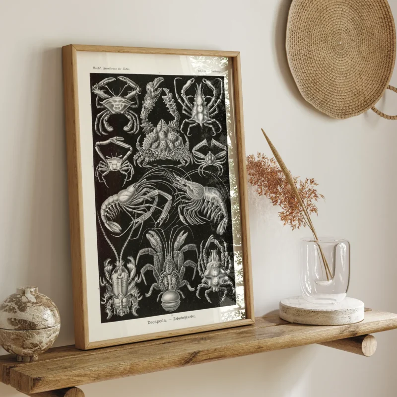 Decapoda :Ernst Haeckel