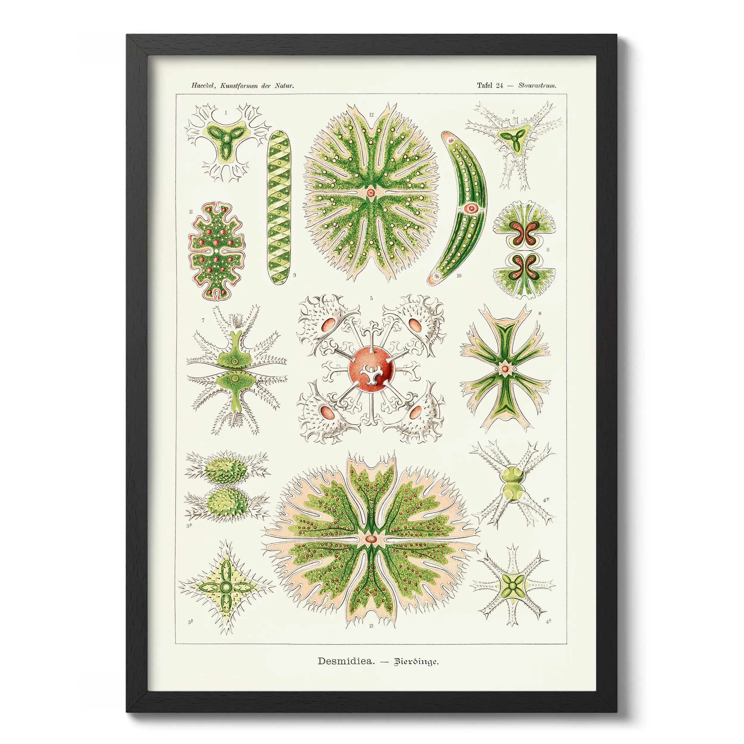 Desmidiea :Ernst Haeckel