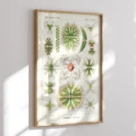 Desmidiea :Ernst Haeckel