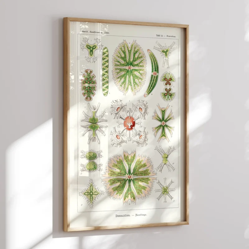 Desmidiea :Ernst Haeckel