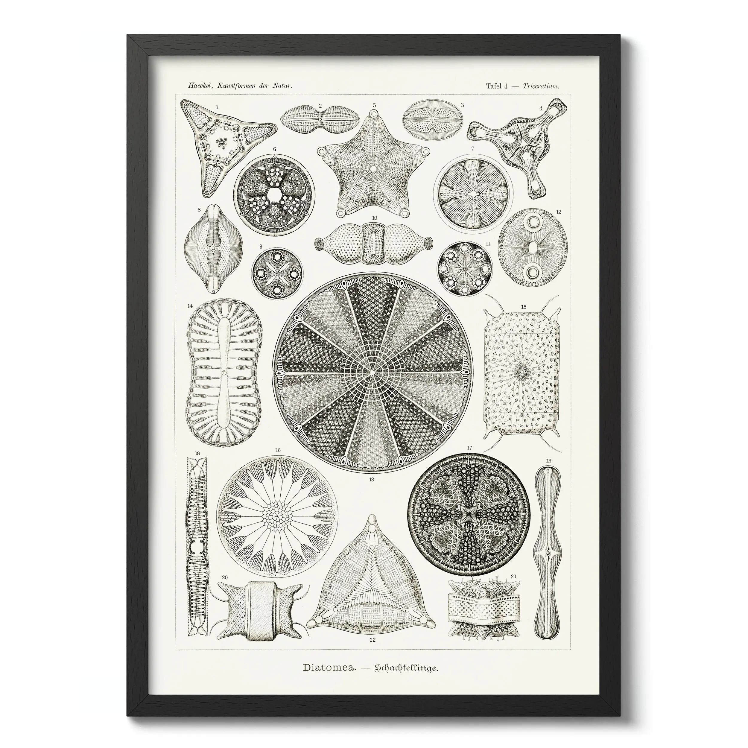 Diatomea :Ernst Haeckel