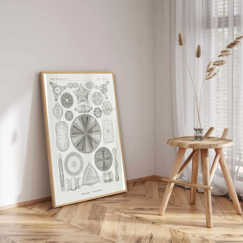 Diatomea :Ernst Haeckel