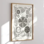 Diatomea :Ernst Haeckel