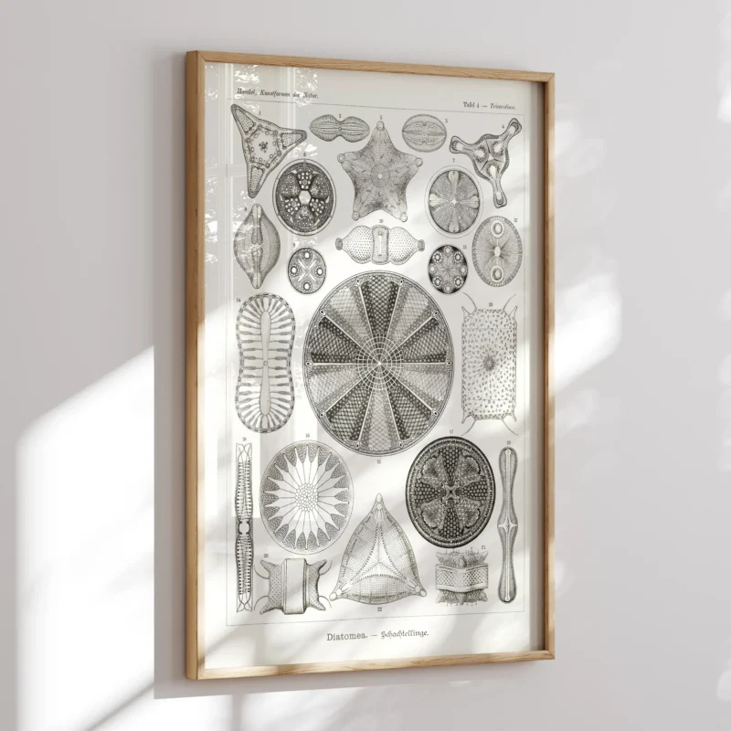 Diatomea :Ernst Haeckel
