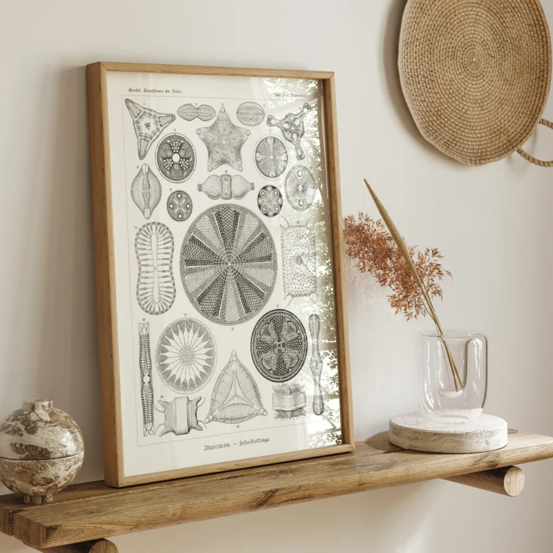 Diatomea :Ernst Haeckel