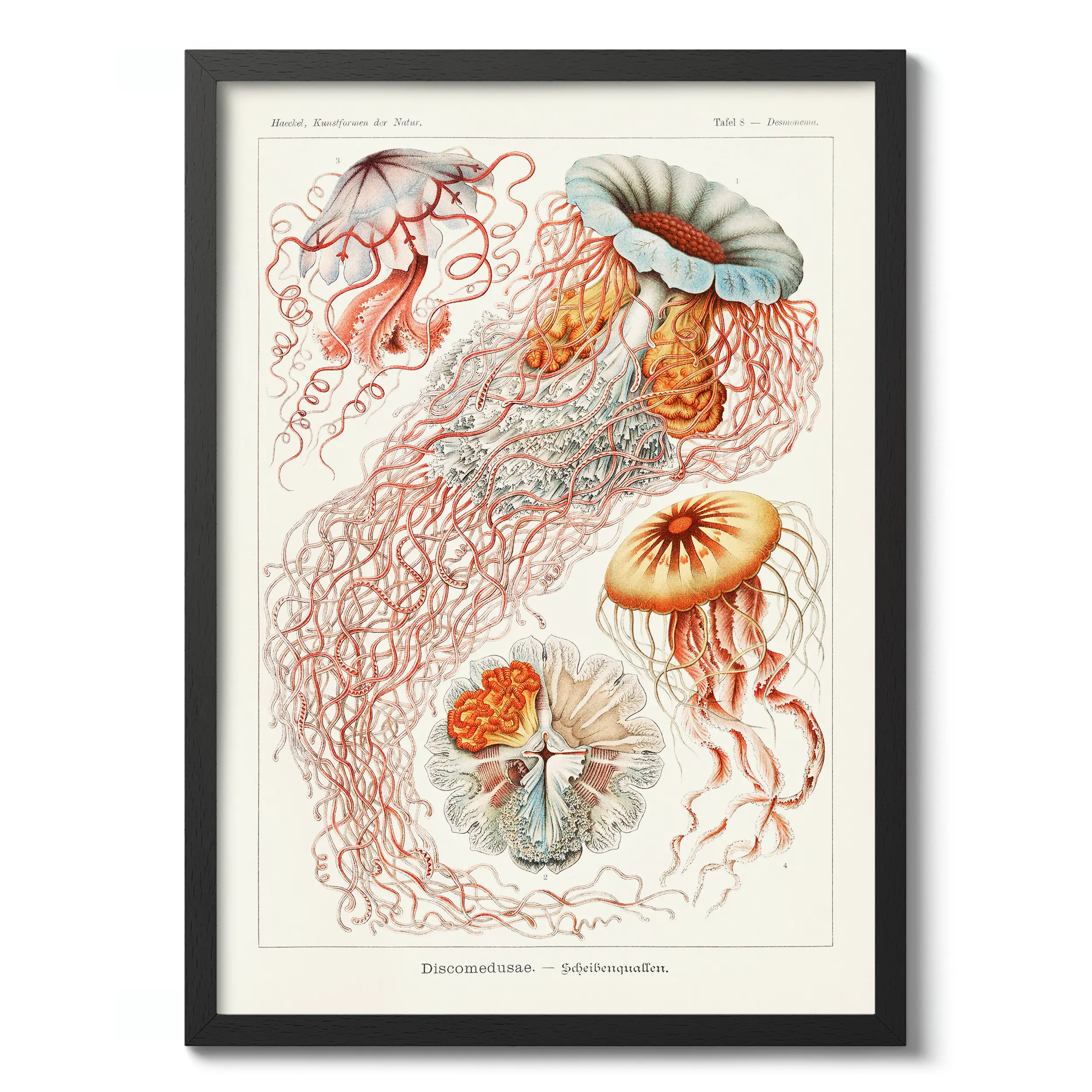 Discomedusae :Ernst Haeckel