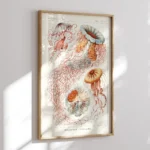 Discomedusae :Ernst Haeckel