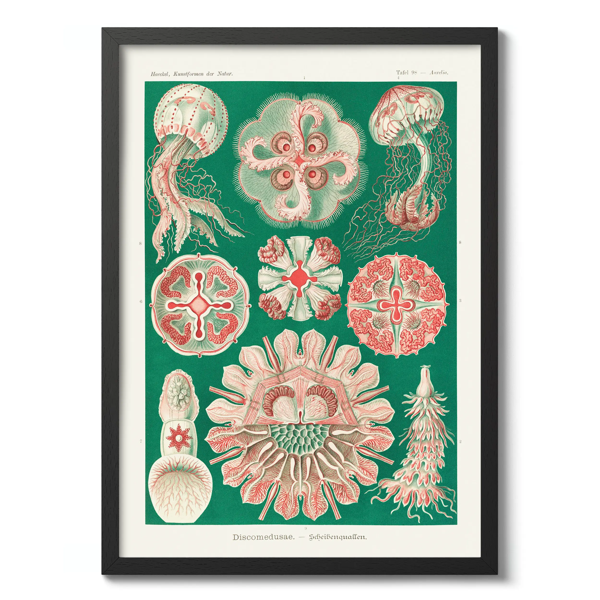 Discomedusae :Ernst Haeckel