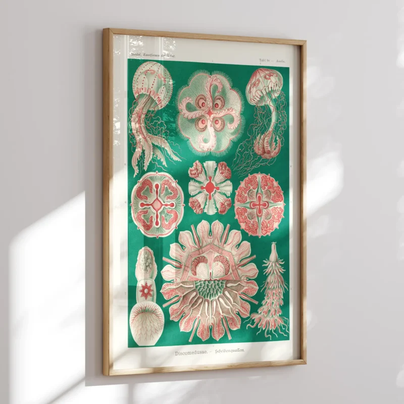 Discomedusae :Ernst Haeckel