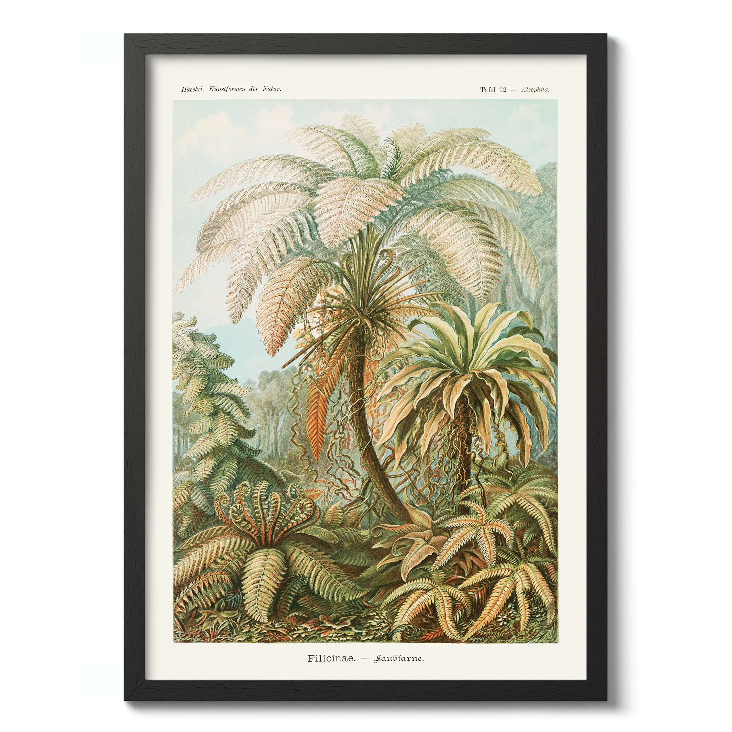 Filicinae :Ernst Haeckel