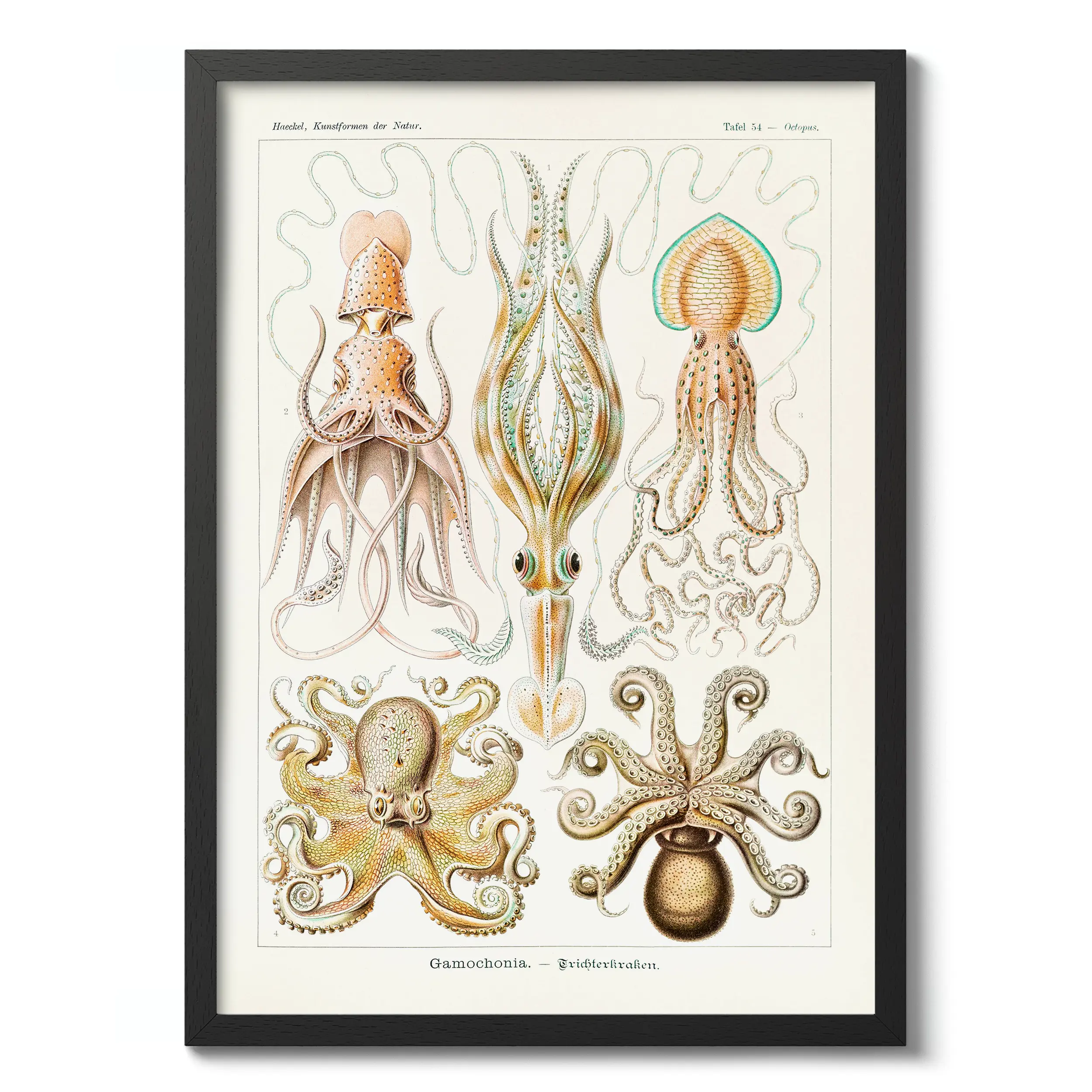 Gamochonia :Ernst Haeckel