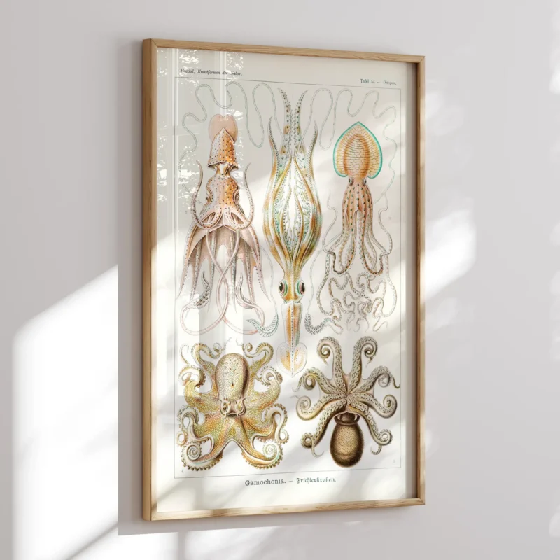 Gamochonia :Ernst Haeckel
