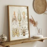 Gamochonia :Ernst Haeckel