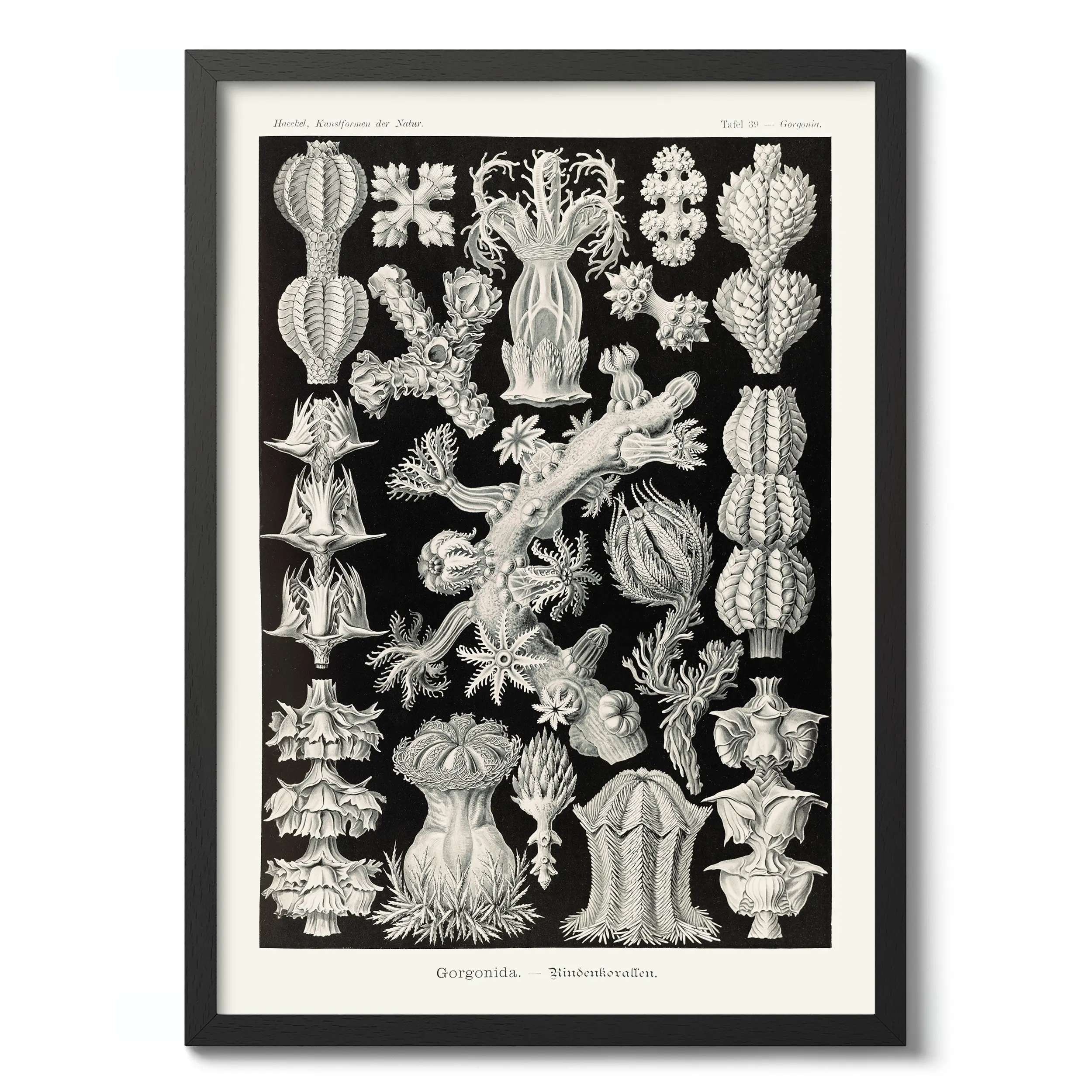 Gorgonida