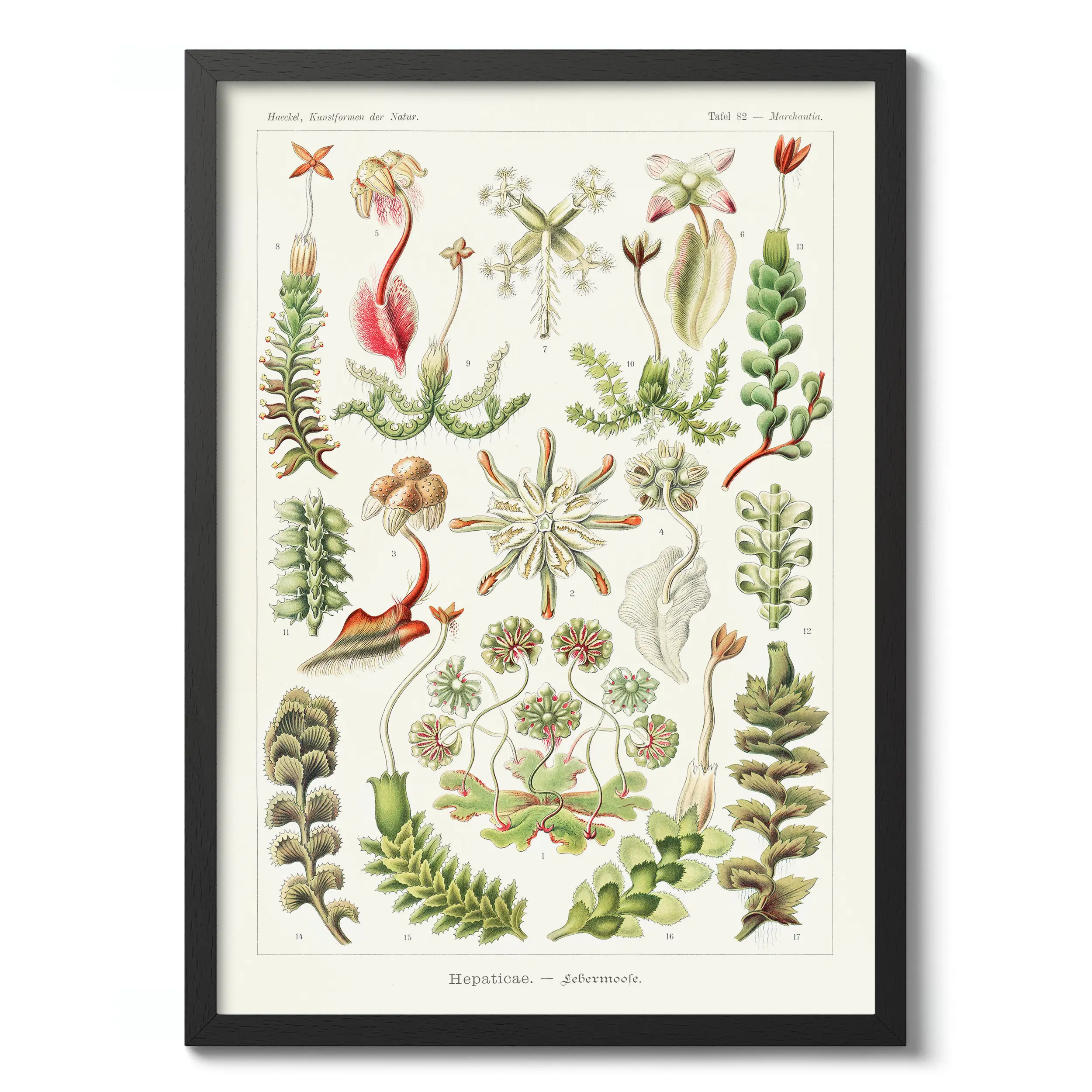 Hepaticae :Ernst Haeckel