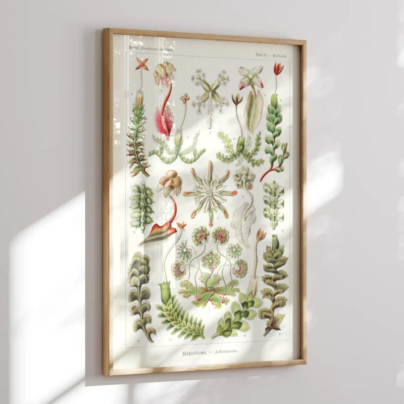 Hepaticae :Ernst Haeckel