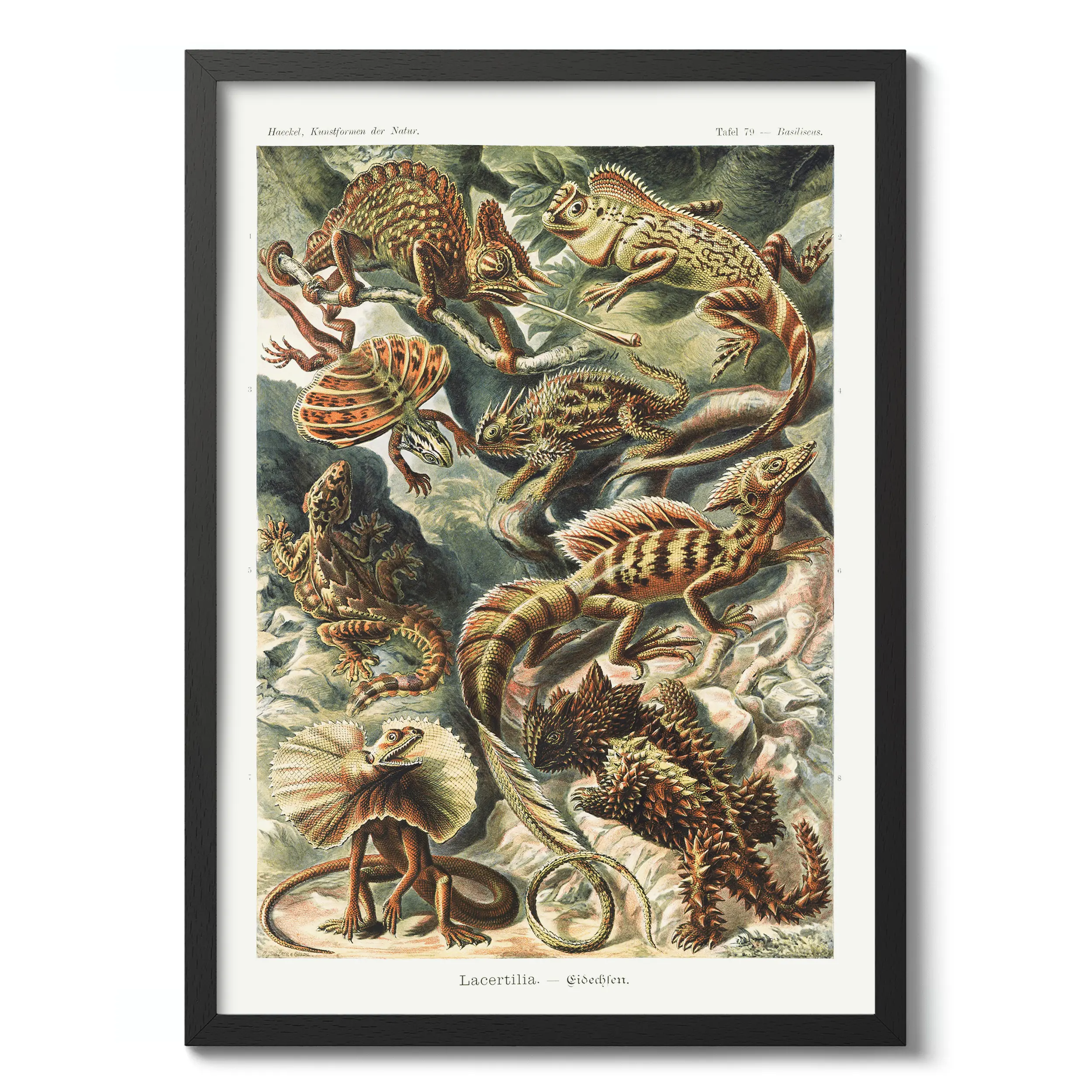 Lacertilia :Ernst Haeckel