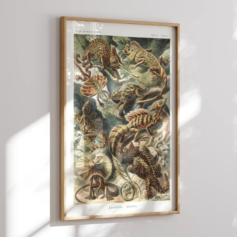Lacertilia :Ernst Haeckel