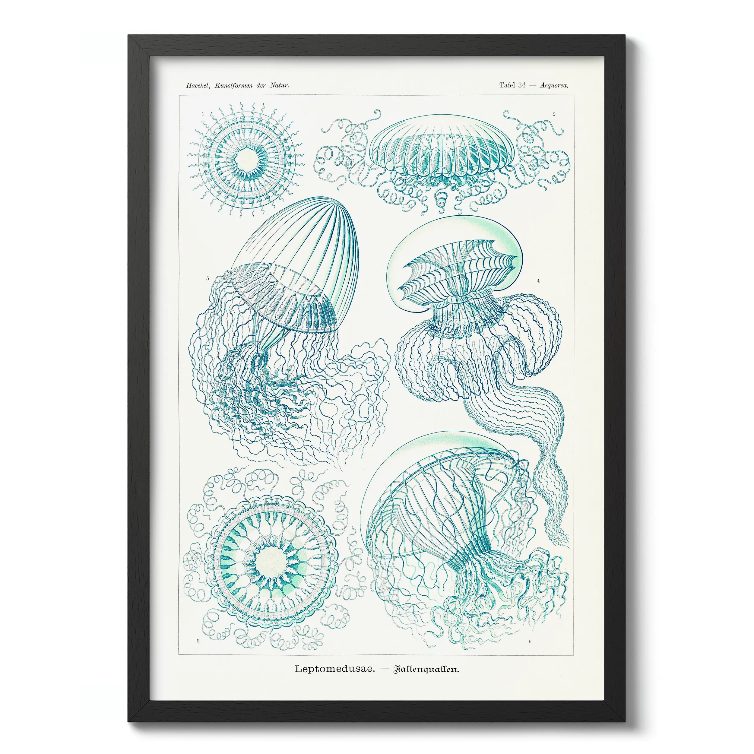 Leptomedusae :Ernst Haeckel