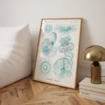 Leptomedusae :Ernst Haeckel