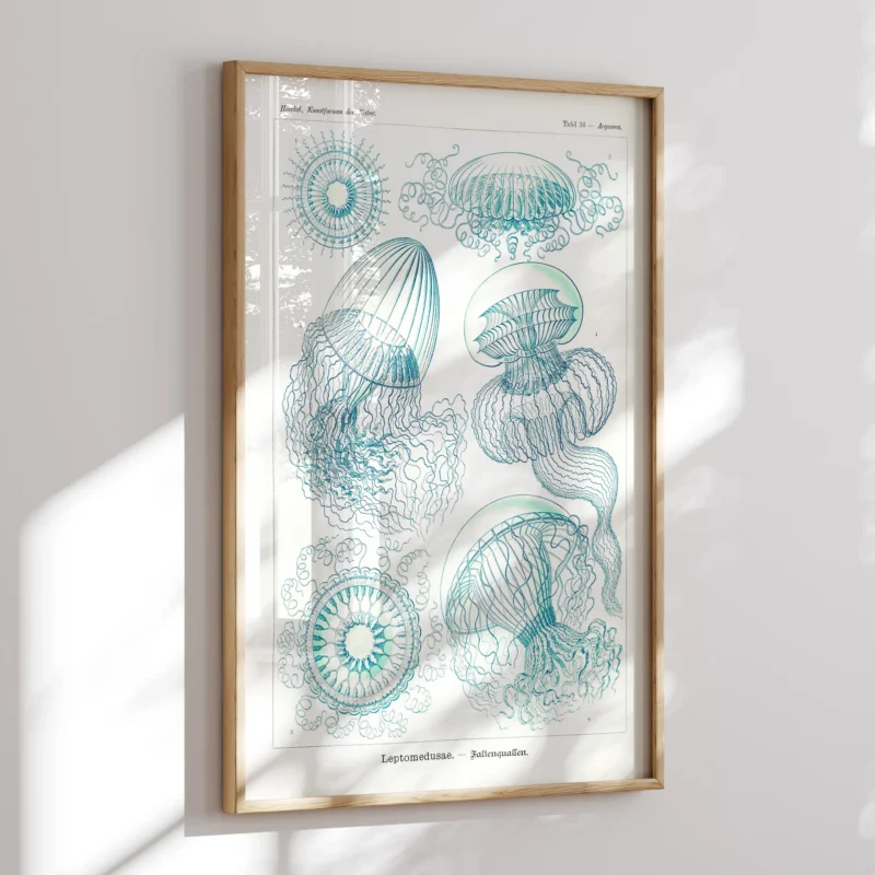 Leptomedusae :Ernst Haeckel