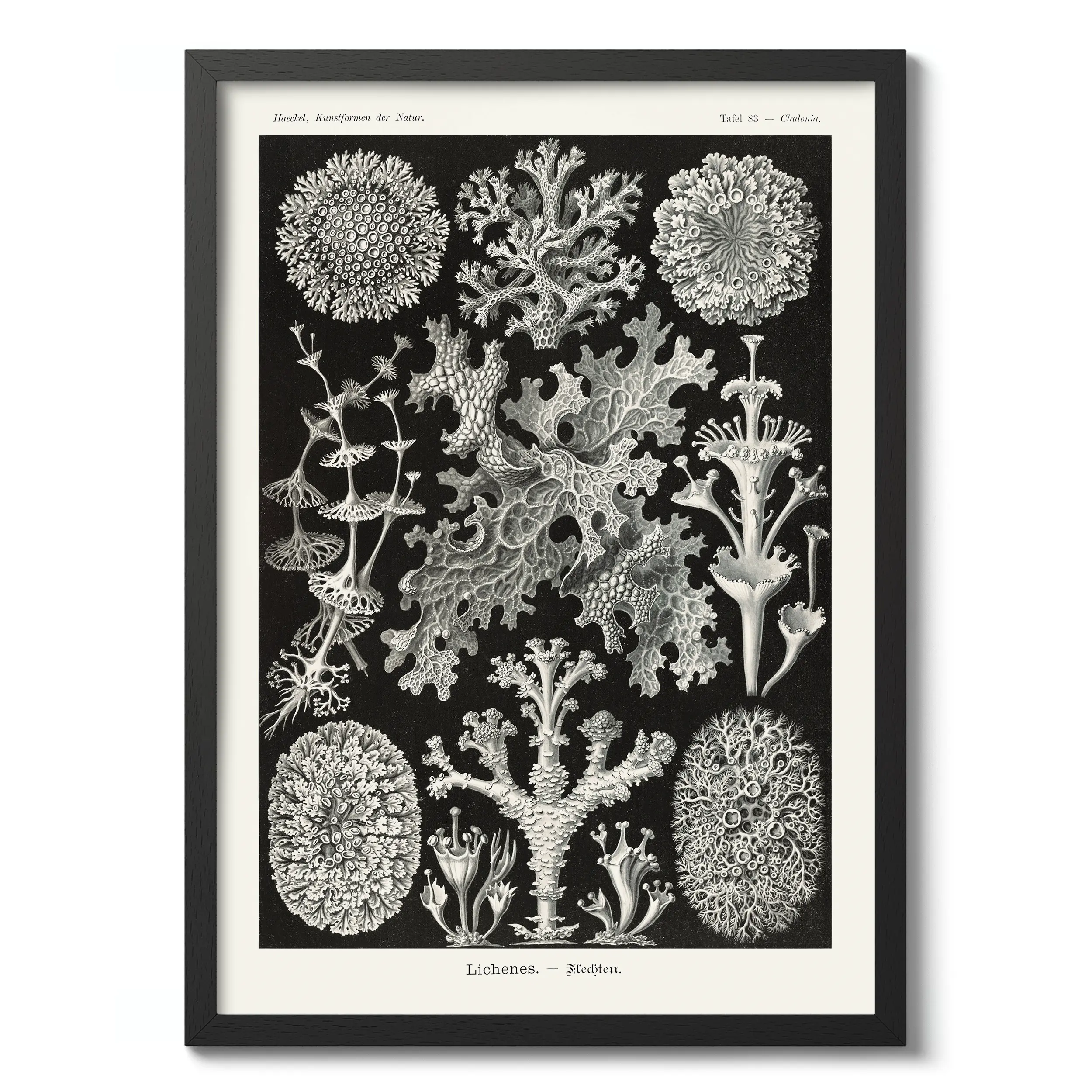 Lichenes :Ernst Haeckel