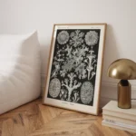 Lichenes :Ernst Haeckel