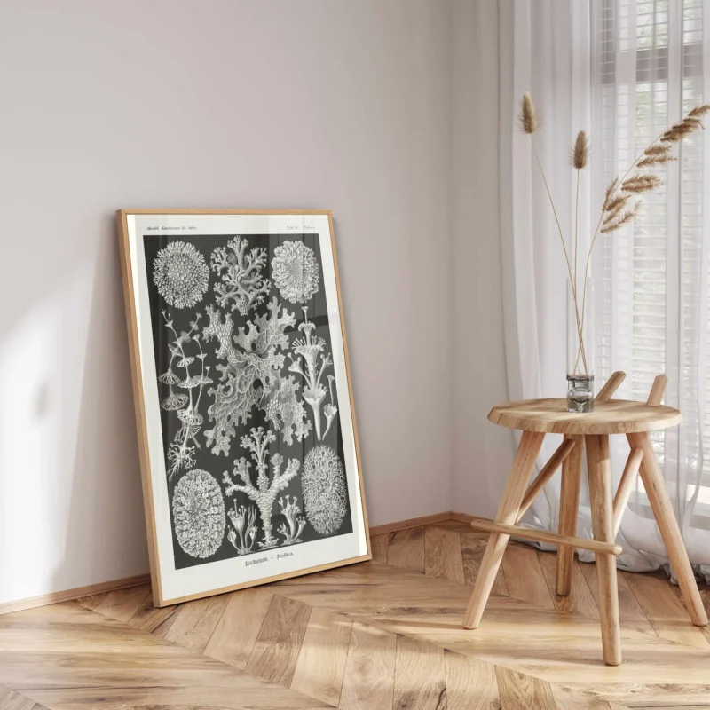 Lichenes :Ernst Haeckel