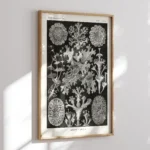 Lichenes :Ernst Haeckel