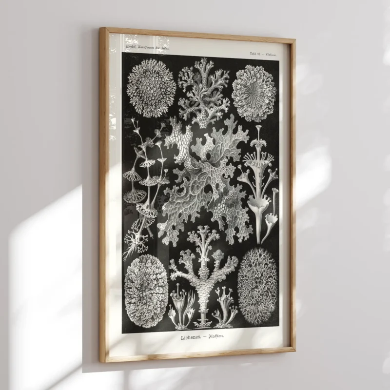 Lichenes :Ernst Haeckel