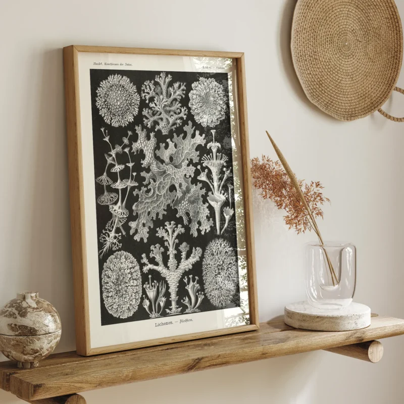 Lichenes :Ernst Haeckel