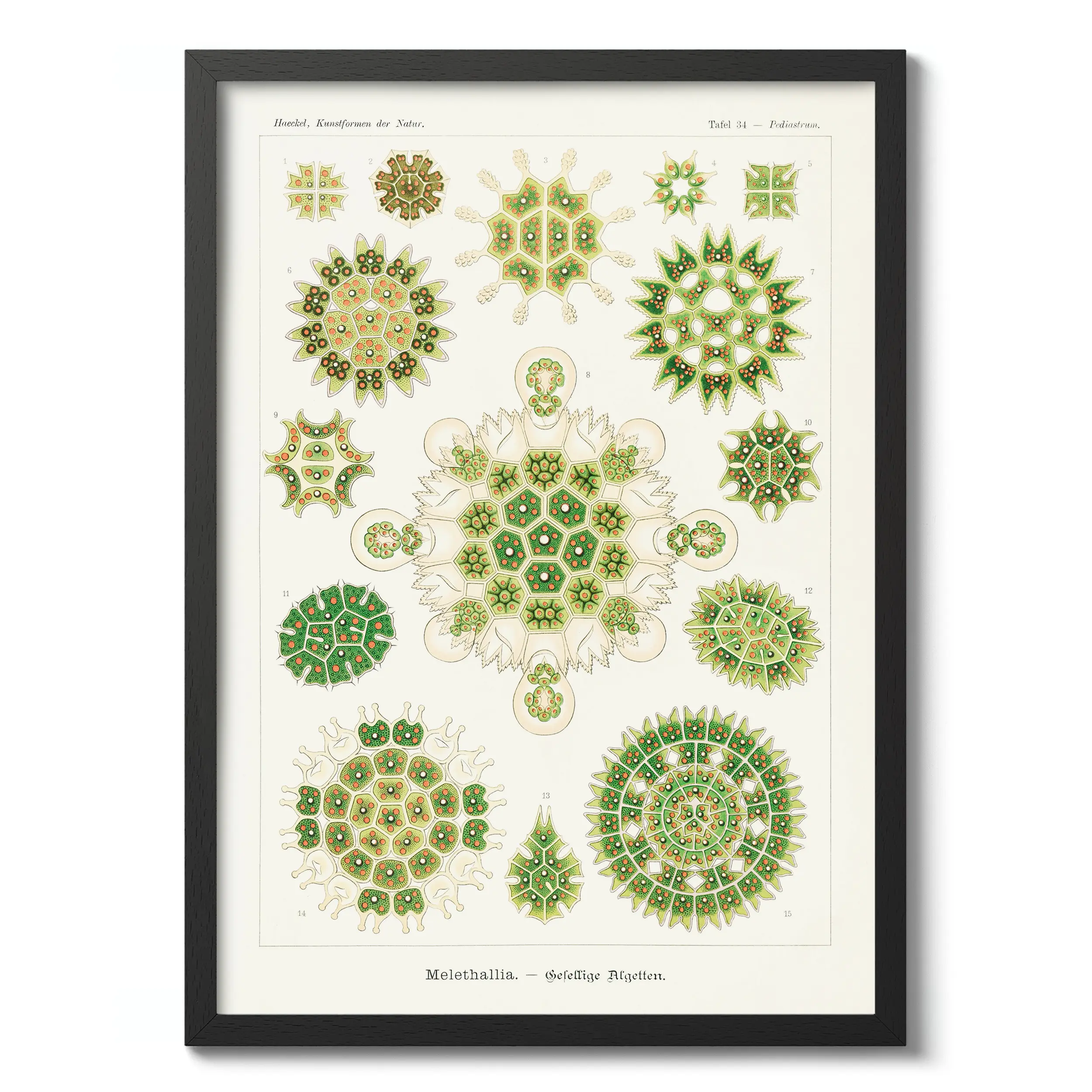 Melethallia :Ernst Haeckel